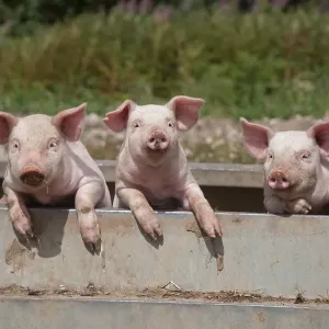 Free range Domestic pig (Sus scrofa domesticus) three piglets in wallow bath, UK Free range Domestic pig (Sus scrofa domesticus) three piglets in wallow bath, UK