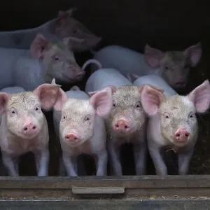 Free range Domestic pig (Sus scrofa domesticus) four piglets at four weeks, UK, July 2010 Free range Domestic pig (Sus scrofa domesticus) four piglets at four weeks, UK, July 2010