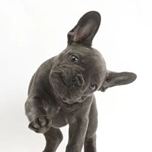 French bulldog with head on side and paw raised