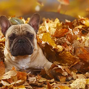 French Bulldog, portrait lying in autumn foliage