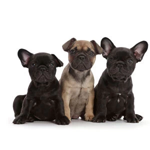 Three French Bulldog puppies, age 6 weeks, sitting in a row