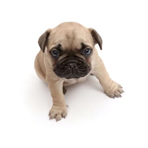 French Bulldog puppy, age 5 weeks