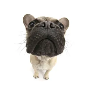 French Bulldog Print - Close-up Muzzle View French Bulldog Print - Close-up Muzzle View