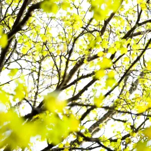 Fresh new leaves on tree abstract, Scotland, April