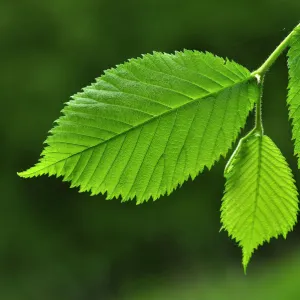 Fresh Wych elm (Ulmus glabra) leaves in spring. Dorset, UK May