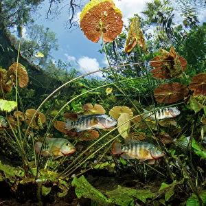 Freshwater fishes including Cichlid between water plants and leaves. Cenote Nicte-Ha