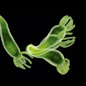 Freshwater green hydra (Hydra viridissima) moving over a petri dish. Green colour comes from the symbiotic relationship with green alga Chlorella vulgaris