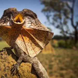 Frill-neck Lizard (Chlamydosaurus kingii), displays on a termite mound. Northern Territory