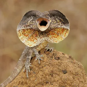 Frilled Lizard (Chlamydosaurus kingii) with its neck frill out as a threat display