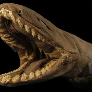 Frilled Shark Print: Deep Sea Specimen with Open Mouth