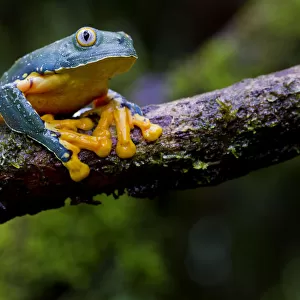 Fringed leaf frog (Cruziohyla craspedopus) on branch, Yasuni National Park, Orellana