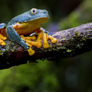 Fringed Leaf Frog Print on Branch Fringed Leaf Frog Print on Branch