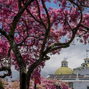 Fringetree (Chionanthus pubescens) with pink blossom in Old Quito, Pichincha, Ecuador