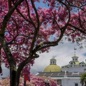 Árbol de Fronda (Chionanthus pubescens) con flores rosadas en Quito Antiguo, Pichincha, Ecuador. Árbol de Fronda (Chionanthus pubescens) con flores rosadas en Quito Antiguo, Pichincha, Ecuador.