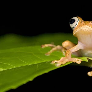 Frog 1+Boophis sp+2 on leaf, Madagascar