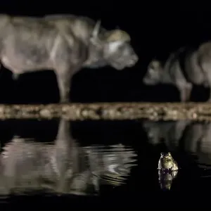Frog (Anura) in waterhole at night with two Cape buffalo (Syncerus caffer) in background, Zimanga Game Reserve, KwaZulu-Natal, South Africa Frog (Anura) in waterhole at night with two Cape buffalo (Syncerus caffer) in background, Zimanga Game Reserve, KwaZulu-Natal, South Africa