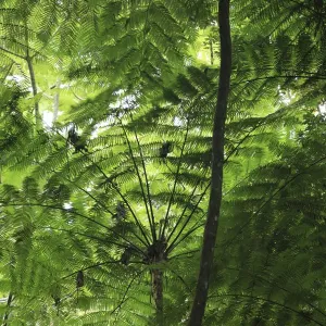 Frond pattern of tree ferns (Cyathea arborea) in lowland tropical rainforest at 420 metres Frond pattern of tree ferns (Cyathea arborea) in lowland tropical rainforest at 420 metres