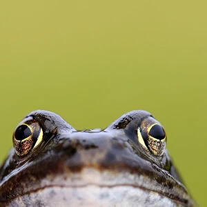 Front-view showing head and eyes of Common frog (Rana temporaria), Broxwater, Cornwall