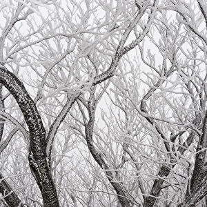 Frost covered branches, Ballon des Vosges Nature Park, Haut Rhin, Alsace, France