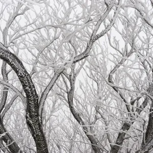 Frost covered branches, Ballon des Vosges Nature Park, Haut Rhin, Alsace, France Frost covered branches, Ballon des Vosges Nature Park, Haut Rhin, Alsace, France