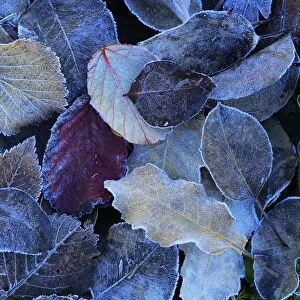 Frost covered leaves in winter, Sierra de Grazalema Natural Park, southern Spain, February