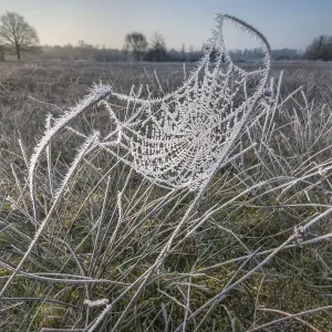 Toile d'araignée recouverte de givre au lever du soleil, Klein Schietveld, Brasschaat, Belgique, mars. Toile d'araignée recouverte de givre au lever du soleil, Klein Schietveld, Brasschaat, Belgique, mars.