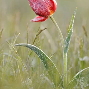 Frost covered Wild tulip (Tulipa schrenkii) Rostovsky Nature Reserve, Rostov Region