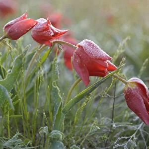 Frost covered Wild tulips (Tulipa schrenkii) in flower, Rostovsky Nature Reserve
