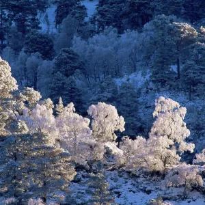 Frost and snow on mixed woodland print Frost and snow on mixed woodland print