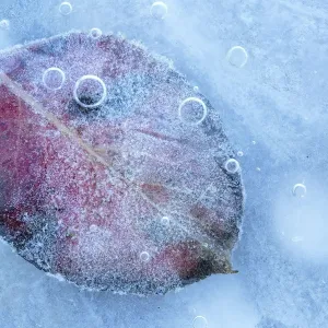 Frozen Pear Leaves Print Frozen Pear Leaves Print