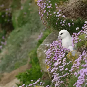 Fulmar (Fulmarus glacialis) nesting amongst flowering thrift (Armeria maritima) Fulmar (Fulmarus glacialis) nesting amongst flowering thrift (Armeria maritima)