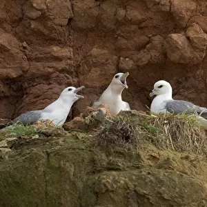 Fulmars (Fulmaris glacialis) nesting on cliff ledge, Hunstanton, Norfolk