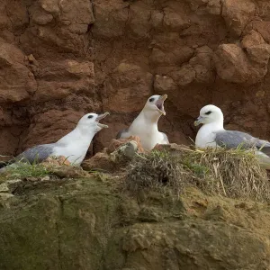 Fulmars (Fulmaris glacialis) nesting on cliff ledge, Hunstanton, Norfolk