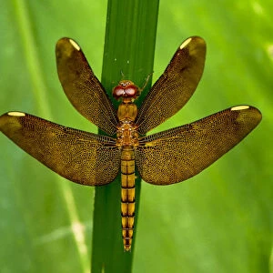 Fulvous forest skimmer, or Russet percher dragonfly (Neurothemis fulvia) female, Sai Kung