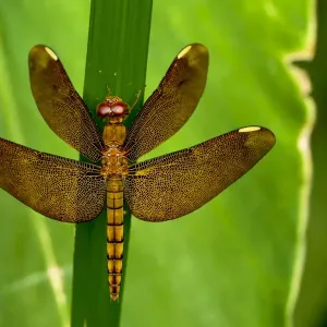 Fulvous Forest Skimmer Print Fulvous Forest Skimmer Print