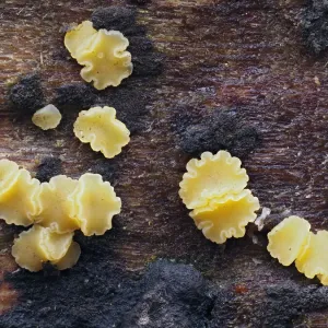 Fungi Print: Rotting Beech Log with Bisporella subpallida Fungi Print: Rotting Beech Log with Bisporella subpallida