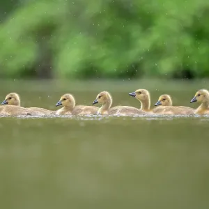 Gaggle of Canada goose (Branta canadensis) goslings on a lake, Burnhayes, Devon, UK, May Gaggle of Canada goose (Branta canadensis) goslings on a lake, Burnhayes, Devon, UK, May