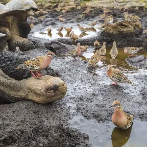 Galapagos dove (Zenadia galapagensis) flock at puddle, with one on head of Galapagos Galapagos dove (Zenadia galapagensis) flock at puddle, with one on head of Galapagos