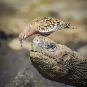 Paloma de Galápagos (Zenaida galapagensis) sobre la cabeza de tortuga gigante de Galápagos. Paloma de Galápagos (Zenaida galapagensis) sobre la cabeza de tortuga gigante de Galápagos.