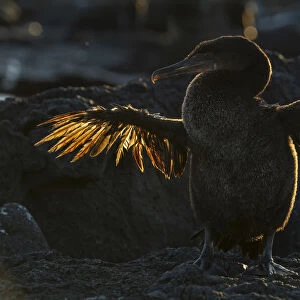 Galapagos flightless cormorant (Phalacrocorax harrisi) drying stunted wings after fishing