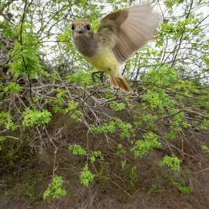 Galapagos flycatcher (Myiarchus magnirostris) in flight, Santiago Island, Galapagos National Park, Galapagos Islands Galapagos flycatcher (Myiarchus magnirostris) in flight, Santiago Island, Galapagos National Park, Galapagos Islands