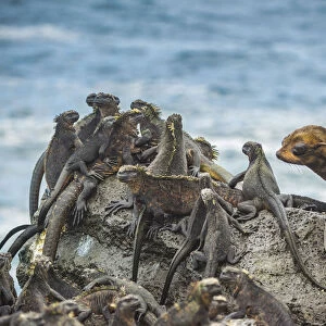 Galapagos fur sea (Arctocephalus galapagoensis) pup, curiously approaching group of