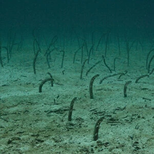 Galapagos garden eels (Heteroconger / Taenioconger klausewitzi) on seabed, Galapagos