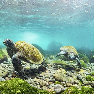 Galapagos green sea turtles (Chelonia mydas agassizii) feeding on seaweed growing on lava