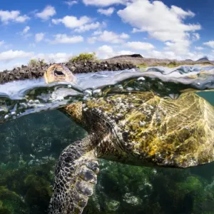 Galapagos green turtle surfaces to breathe, Print Galapagos green turtle surfaces to breathe, Print