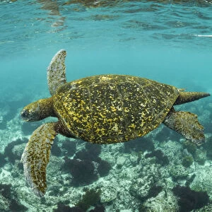 Galapagos green turtle (Chelonia mydas agassizi) swimming in coastal waters of San Cristobal Island