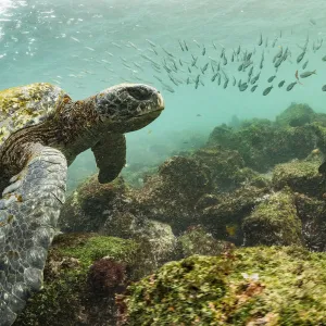 Galapagos green turtle (Chelonia mydas agassizi) swimming above sea floor with shoal