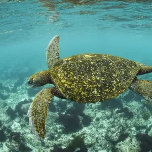 Galapagos green turtle Print, San Cristobal Island Galapagos green turtle Print, San Cristobal Island