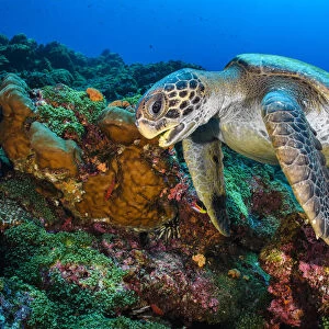Galapagos green turtle (Chelonia mydas agassizii) swims over a coral reef. Darwin Island