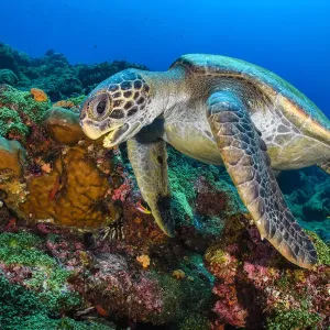 Galapagos green turtle swims over coral reef, Print Galapagos green turtle swims over coral reef, Print
